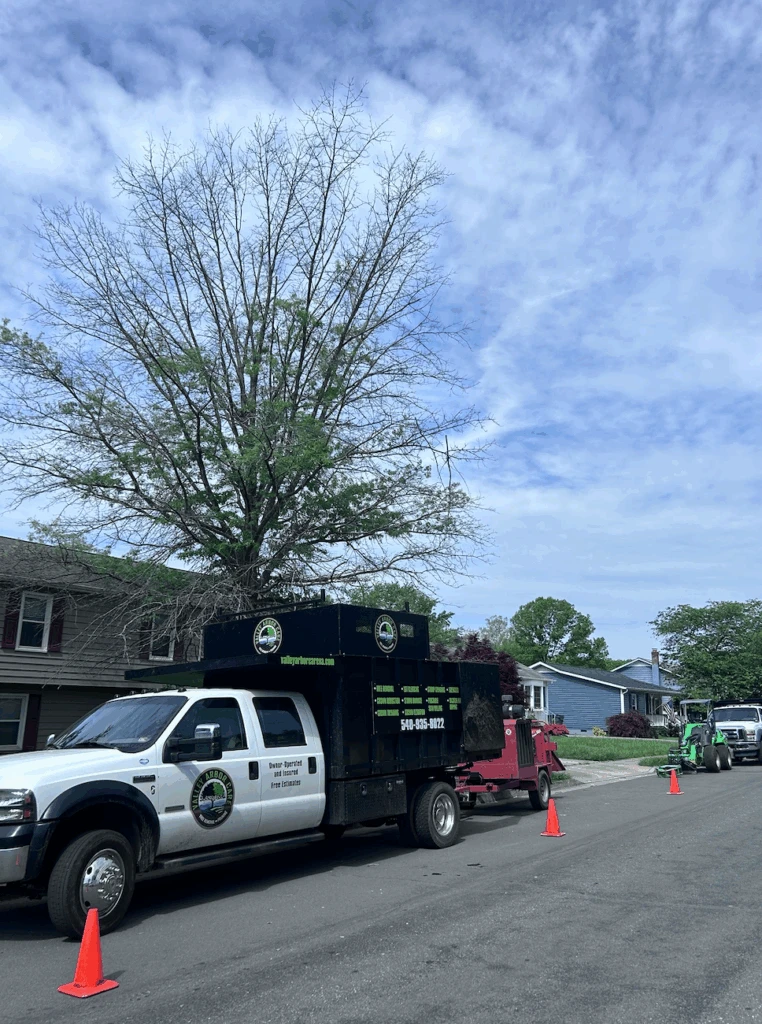 storm damage tree removal